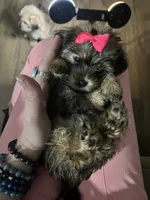 Coco, a female Shorkie for sale in Chicago Heights, IL – 9 of 10