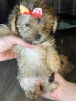 Cupcake, a female Shorkie for sale in Chicago Heights, IL – 3 of 9