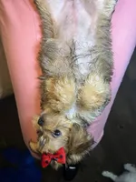 Bella, a female Shorkie for sale in Chicago Heights, IL – 5 of 10