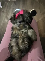 Coco, a female Shorkie for sale in Chicago Heights, IL – 1 of 10