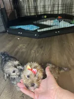 Cupcake, a female Shorkie for sale in Chicago Heights, IL – 4 of 9