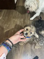 Chino, a male Shorkie for sale in Chicago Heights, IL – 2 of 10