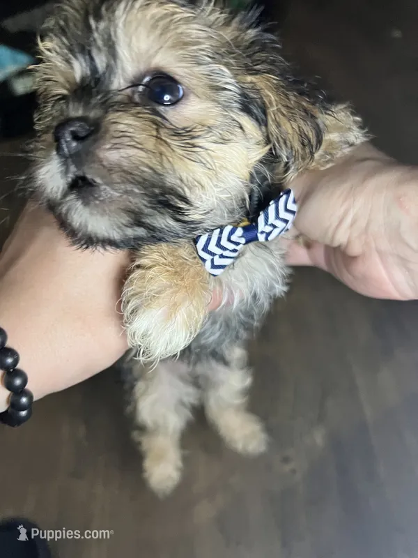 Shrimp – Shorkie puppy for sale in Chicago Heights, IL
