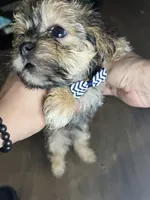Shrimp, a male Shorkie for sale in Chicago Heights, IL – 1 of 8