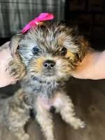 Coco, a female Shorkie for sale in Chicago Heights, IL – 5 of 10