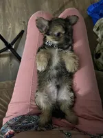Shrimp, a male Shorkie for sale in Chicago Heights, IL – 2 of 8