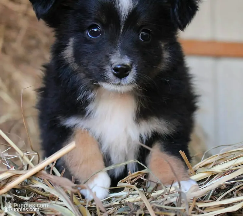 Gumdrop – Miniature Australian Shepherd puppy for sale in Homer, GA