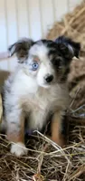 Snoogums, a male Miniature Australian Shepherd for sale in Homer, GA – 2 of 5