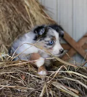 Snoogums, a male Miniature Australian Shepherd for sale in Homer, GA – 4 of 5