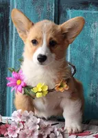 Petunia, a female Pembroke Welsh Corgi for sale in Homer, GA – Photo 2 of 6