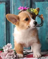 Petunia, a female Pembroke Welsh Corgi for sale in Homer, GA – Photo 4 of 6