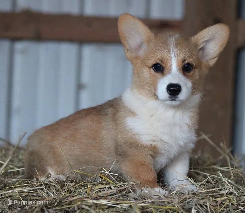 Petunia – Pembroke Welsh Corgi puppy for sale in Homer, GA