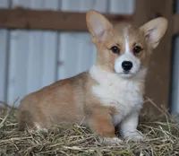Rosa, a female Pembroke Welsh Corgi for sale in Homer, GA – Photo 1 of 5