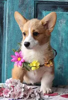 Petunia, a female Pembroke Welsh Corgi for sale in Homer, GA – Photo 6 of 6