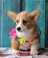 Petunia, a female Pembroke Welsh Corgi for sale in Homer, GA – Photo 3 of 6