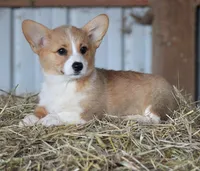 Rosa, a female Pembroke Welsh Corgi for sale in Homer, GA – Photo 2 of 5