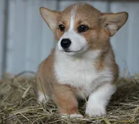 Rosa, a female Pembroke Welsh Corgi for sale in Homer, GA – Photo 5 of 5