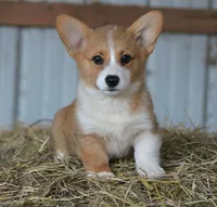 Rosa, a female Pembroke Welsh Corgi for sale in Homer, GA – Photo 3 of 5