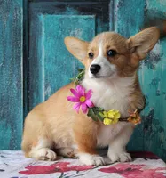 Petunia, a female Pembroke Welsh Corgi for sale in Homer, GA – Photo 1 of 6