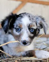 AppleDapples, a female Miniature Australian Shepherd for sale in Homer, GA – 4 of 6