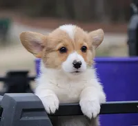 Baby Girl, a female Pembroke Welsh Corgi for sale in Homer, GA – Photo 3 of 3