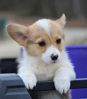 Baby Girl, a female Pembroke Welsh Corgi for sale in Homer, GA – Photo 2 of 3