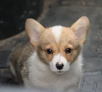 Baby Girl, a female Pembroke Welsh Corgi for sale in Homer, GA – Photo 1 of 3
