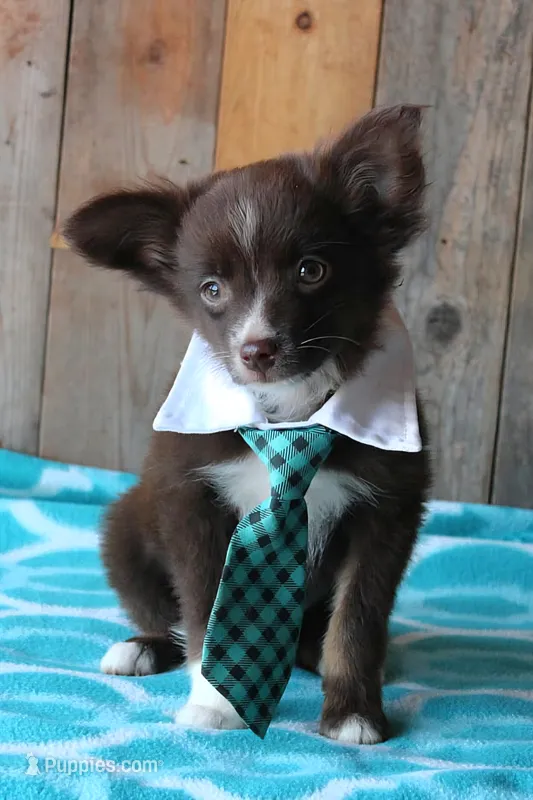 YourLilTeddyBear – Miniature Australian Shepherd puppy for sale in Homer, GA