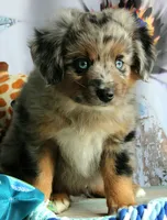 Blue4You, a male Miniature Australian Shepherd for sale in Homer, GA – 1 of 6