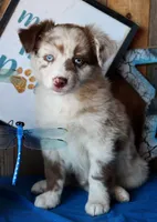 SweetCherryPie, a male Australian Shepherd for sale in Homer, GA – 4 of 6