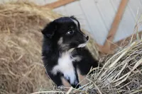 Gumdrop, a male Miniature Australian Shepherd for sale in Homer, GA – 4 of 7
