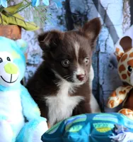 LilBittyRaspberry, a male Miniature Australian Shepherd for sale in Homer, GA – 1 of 8