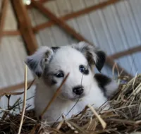 HoneyBunch, a female Miniature Australian Shepherd for sale in Homer, GA – 6 of 6