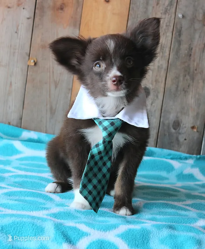 YourLilTeddyBear – Miniature Australian Shepherd puppy for sale in Homer, GA