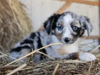 AppleDapples, a female Miniature Australian Shepherd for sale in Homer, GA – 6 of 6