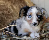 AppleDapples, a female Miniature Australian Shepherd for sale in Homer, GA – 3 of 6