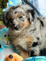 Blue4You, a male Miniature Australian Shepherd for sale in Homer, GA – 4 of 6