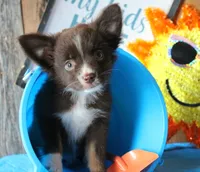 YourLilTeddyBear, a male Miniature Australian Shepherd for sale in Homer, GA – 1 of 7