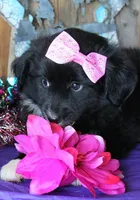 100, a female Australian Shepherd for sale in Homer, GA – 2 of 4