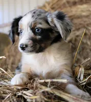 AppleDapples, a female Miniature Australian Shepherd for sale in Homer, GA – 2 of 6
