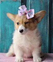 Tulips, a female Pembroke Welsh Corgi for sale in Homer, GA – Photo 2 of 6