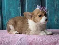 Tulips, a female Pembroke Welsh Corgi for sale in Homer, GA – Photo 5 of 6