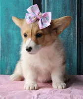 Tulips, a female Pembroke Welsh Corgi for sale in Homer, GA – Photo 3 of 6
