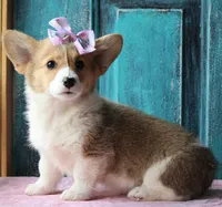 Tulips, a female Pembroke Welsh Corgi for sale in Homer, GA – Photo 6 of 6
