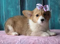 Tulips, a female Pembroke Welsh Corgi for sale in Homer, GA – Photo 4 of 6