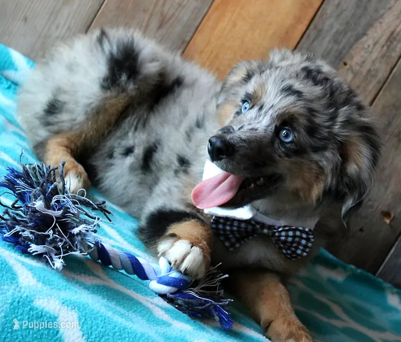 Blue4You – Miniature Australian Shepherd puppy for sale in Homer, GA