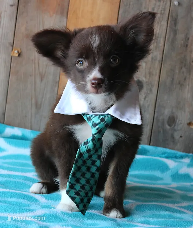 YourLilTeddyBear – Miniature Australian Shepherd puppy for sale in Homer, GA