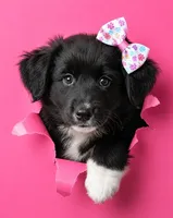 DaisyMae, a female Australian Shepherd for sale in Homer, GA – 3 of 3