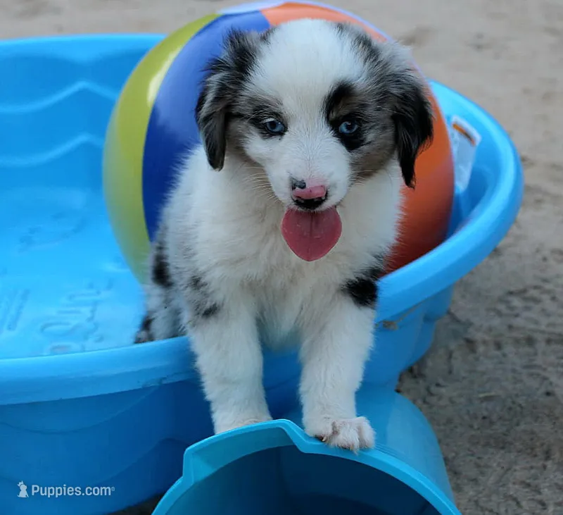 BlueBerryDapples – Australian Shepherd puppy for sale in Homer, GA