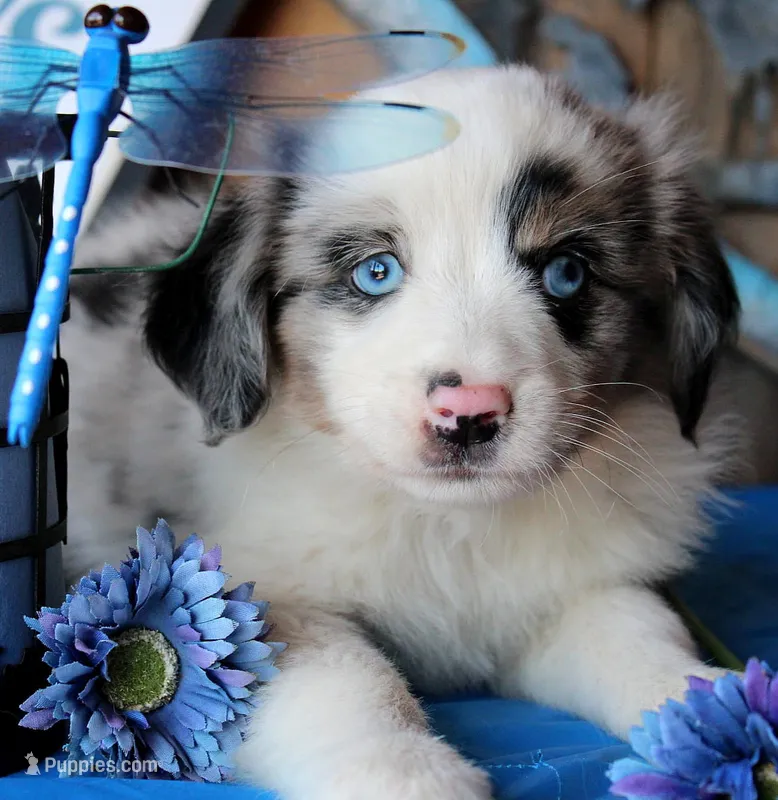 BlueBerryDapples – Australian Shepherd puppy for sale in Homer, GA